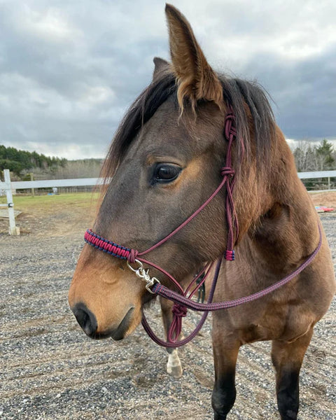 Yacht rope sidepull halter braided noseband