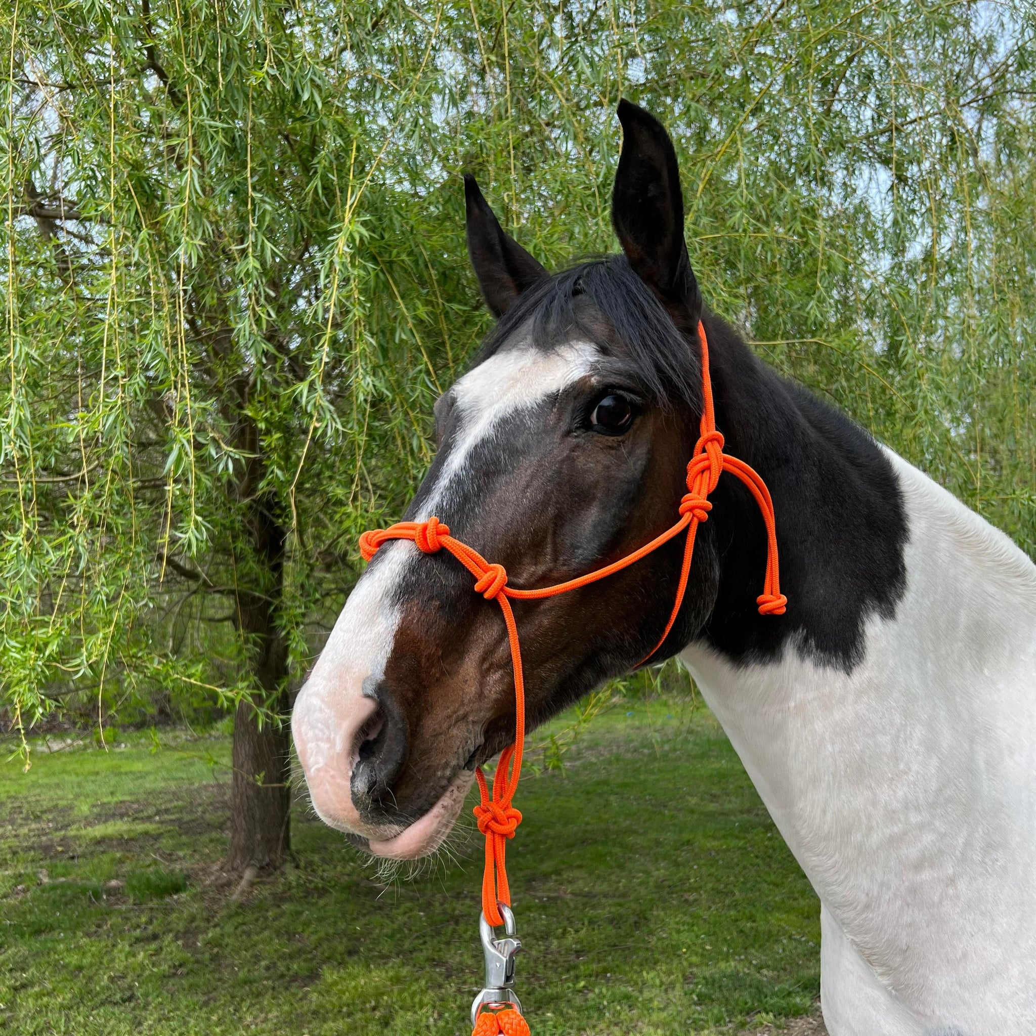 Blaze orange yacht rope halter