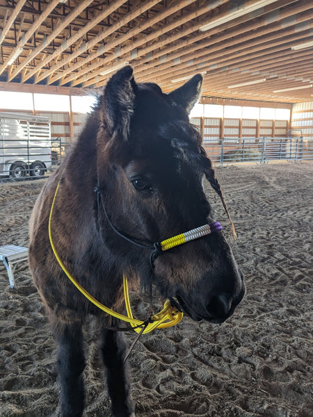 Pride Flag Rope Horse Halter