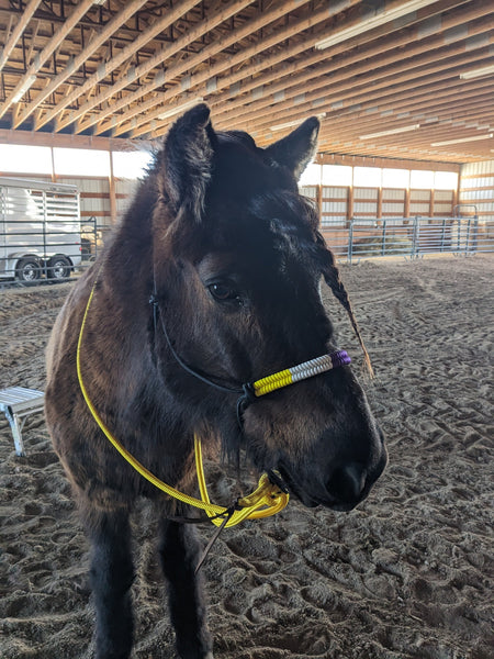 Pride Flag Rope Halter