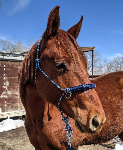 Yacht rope sidepull halter braided noseband
