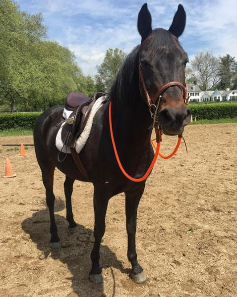 Blaze orange yacht rope reins