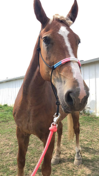Pride Flag Rope Horse Halter