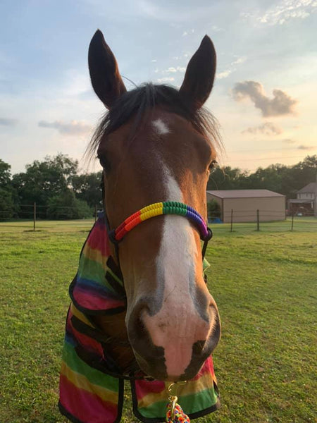 Pride Flag Rope Horse Halter
