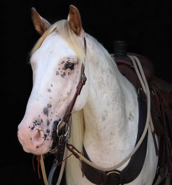 Split Reins with Snaps & Water Loops