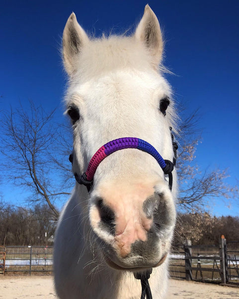 Pride Flag Rope Horse Halter