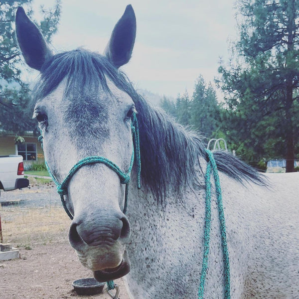 Soft yacht rope clinician halter