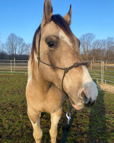 4 Knot Rope Halter