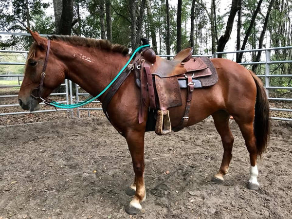 Loop Reins with Snaps & Water Loops