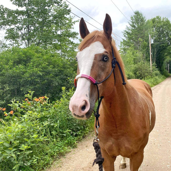 Pride Flag Rope Horse Halter