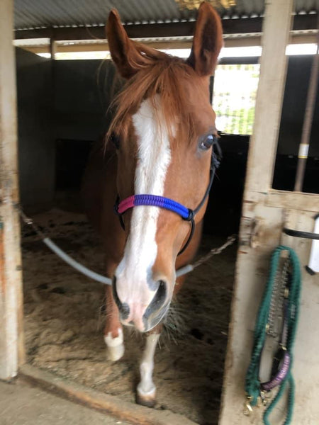 Pride Flag Rope Horse Halter