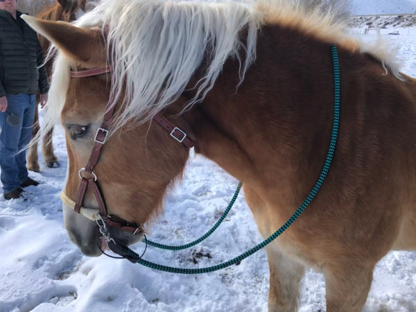 Loop Reins with Snaps & Water Loops