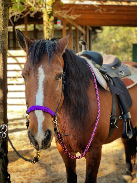 Yacht rope sidepull halter braided noseband